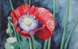 A water colour painting of a red poppy by Keith Cains.