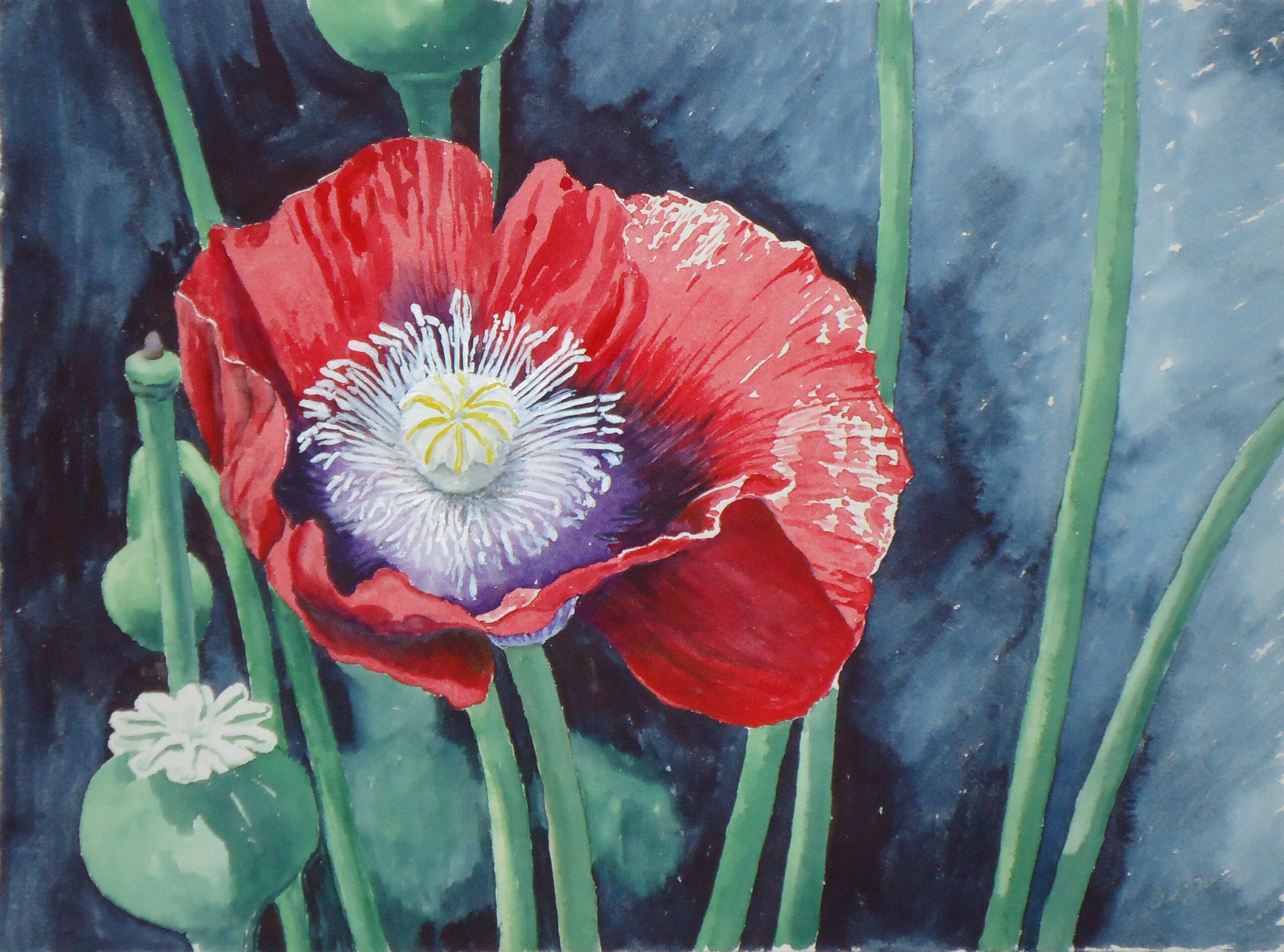 A water colour painting of a red poppy by Keith Cains.
