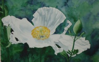 A water colour painting of a white poppy by Keith Cains.