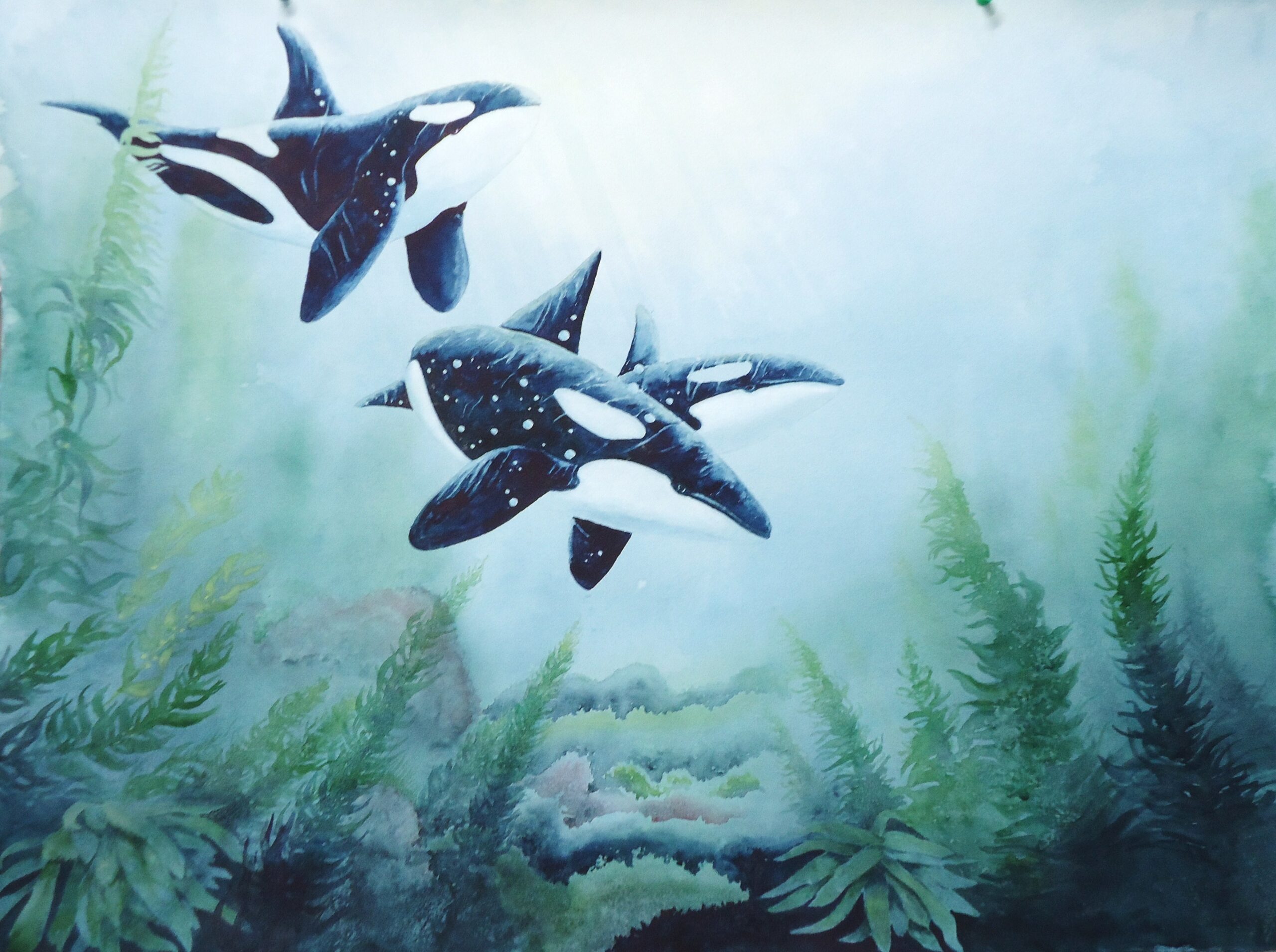 A water colour painting of a family of orcas surrounded by seaweed by Keith Cains.