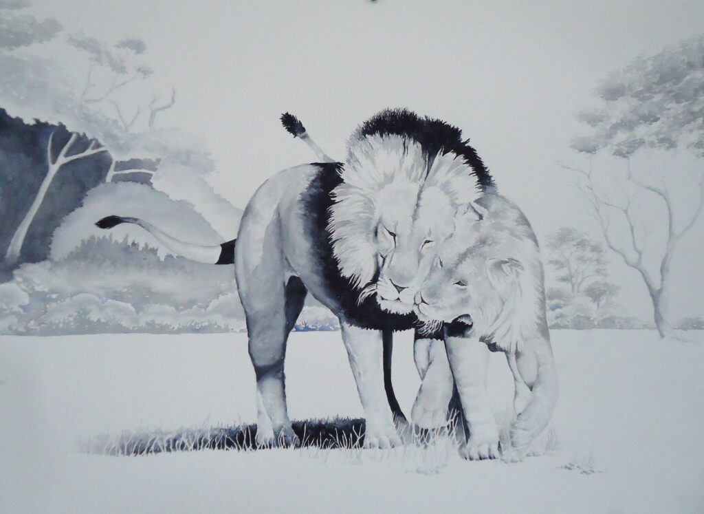 A black and white water colour painting of two lions by Keith Cains.