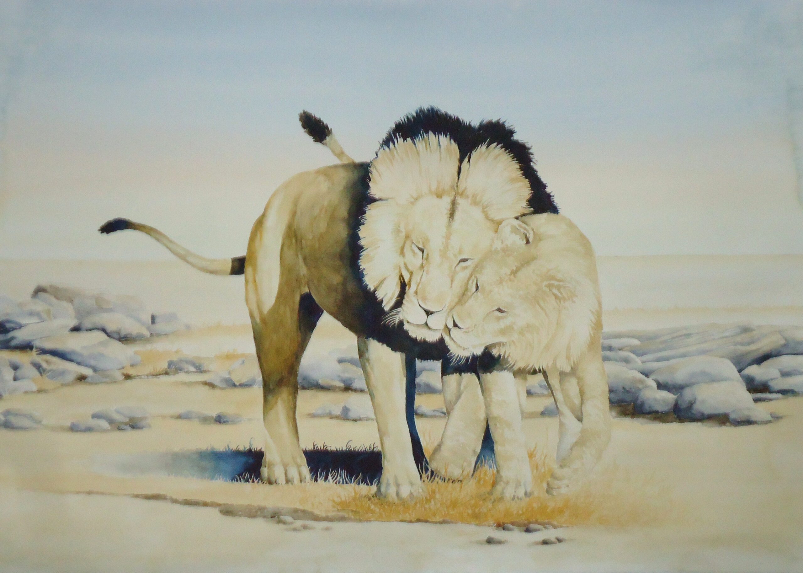 A water colour painting of two lions by Keith Cains.