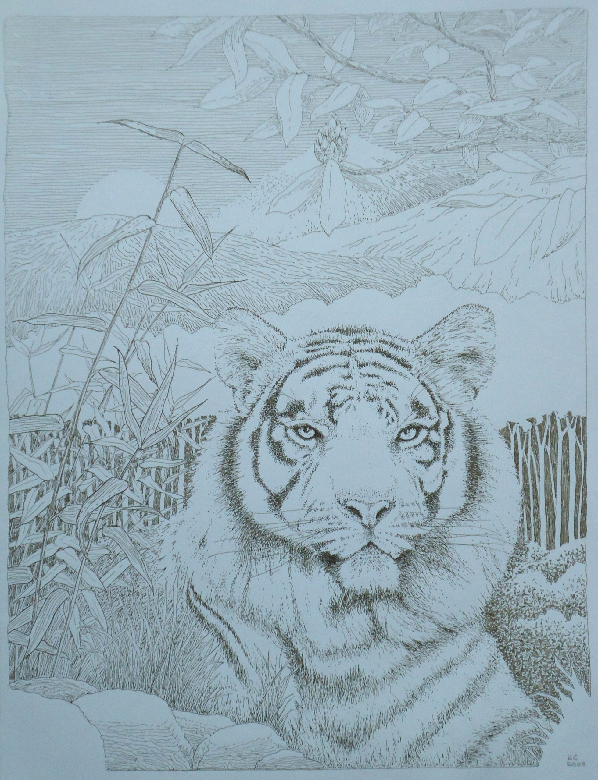 A pen and ink drawing of a tiger in a scenic setting by Keith Cains.