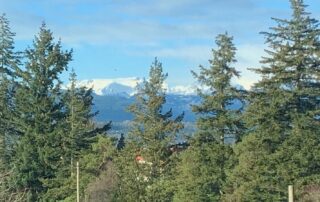 A snow-capped mountain range on Vancouver Island, with pine trees framing the view.