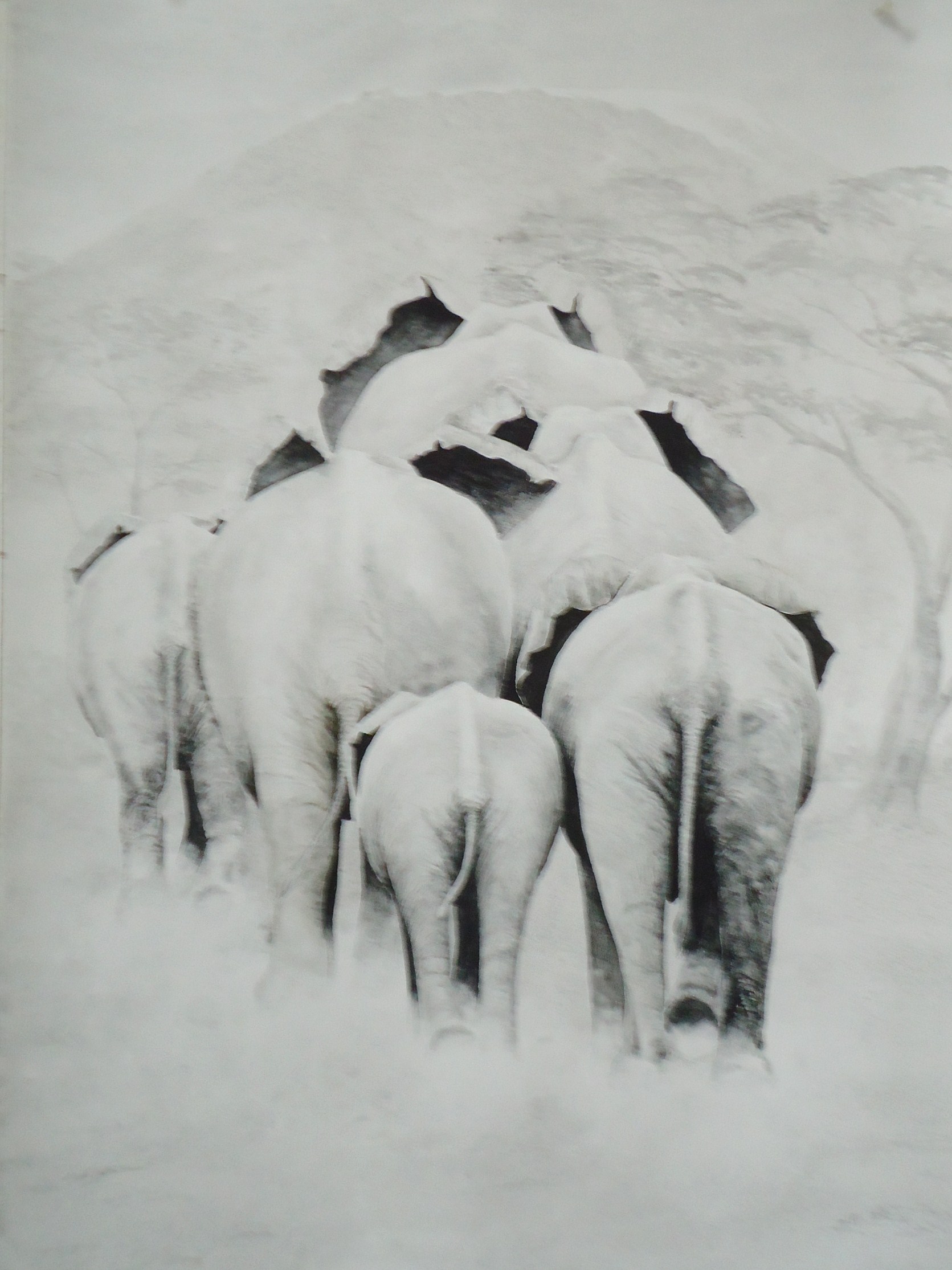 A water colour painting of a elephants walking away by Keith Cains.