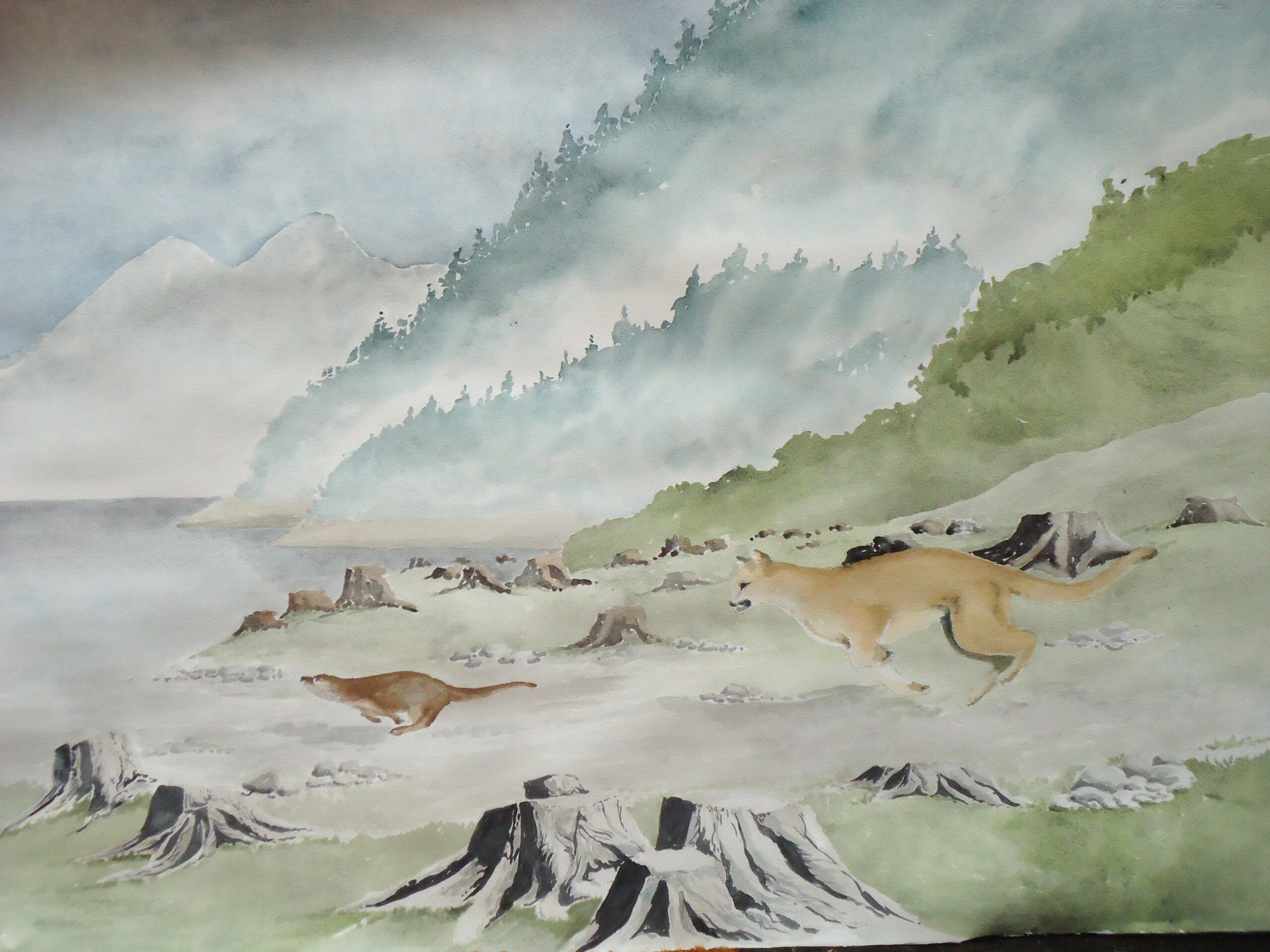 A water colour painting of a cougar chasing an otter at Buttle Lake by Keith Cains.