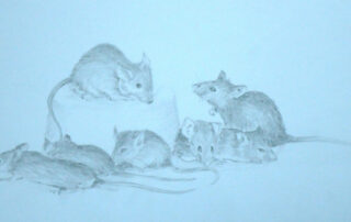A pencil sketch of seven mice by Keith Cains.