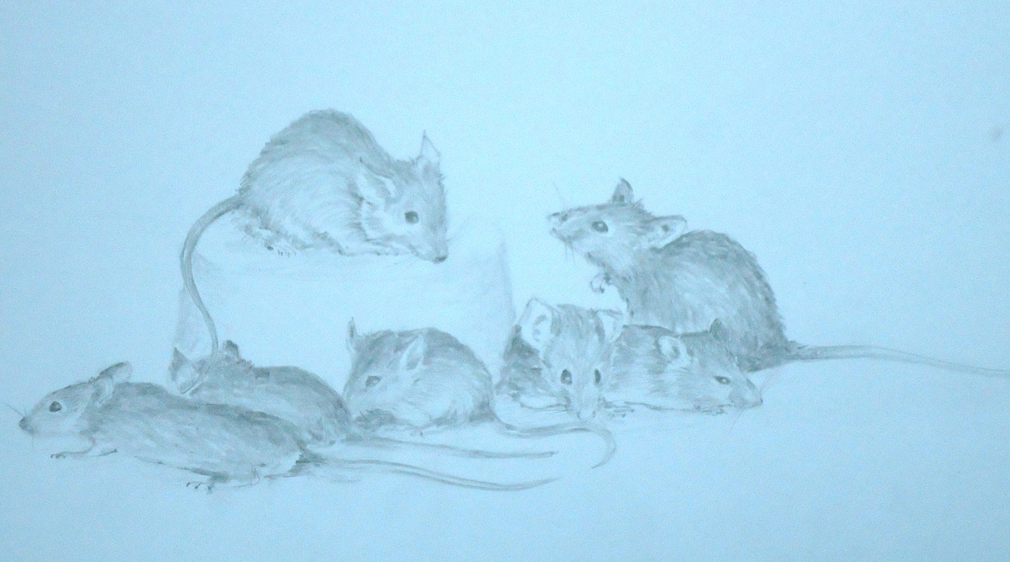 A pencil sketch of seven mice by Keith Cains.