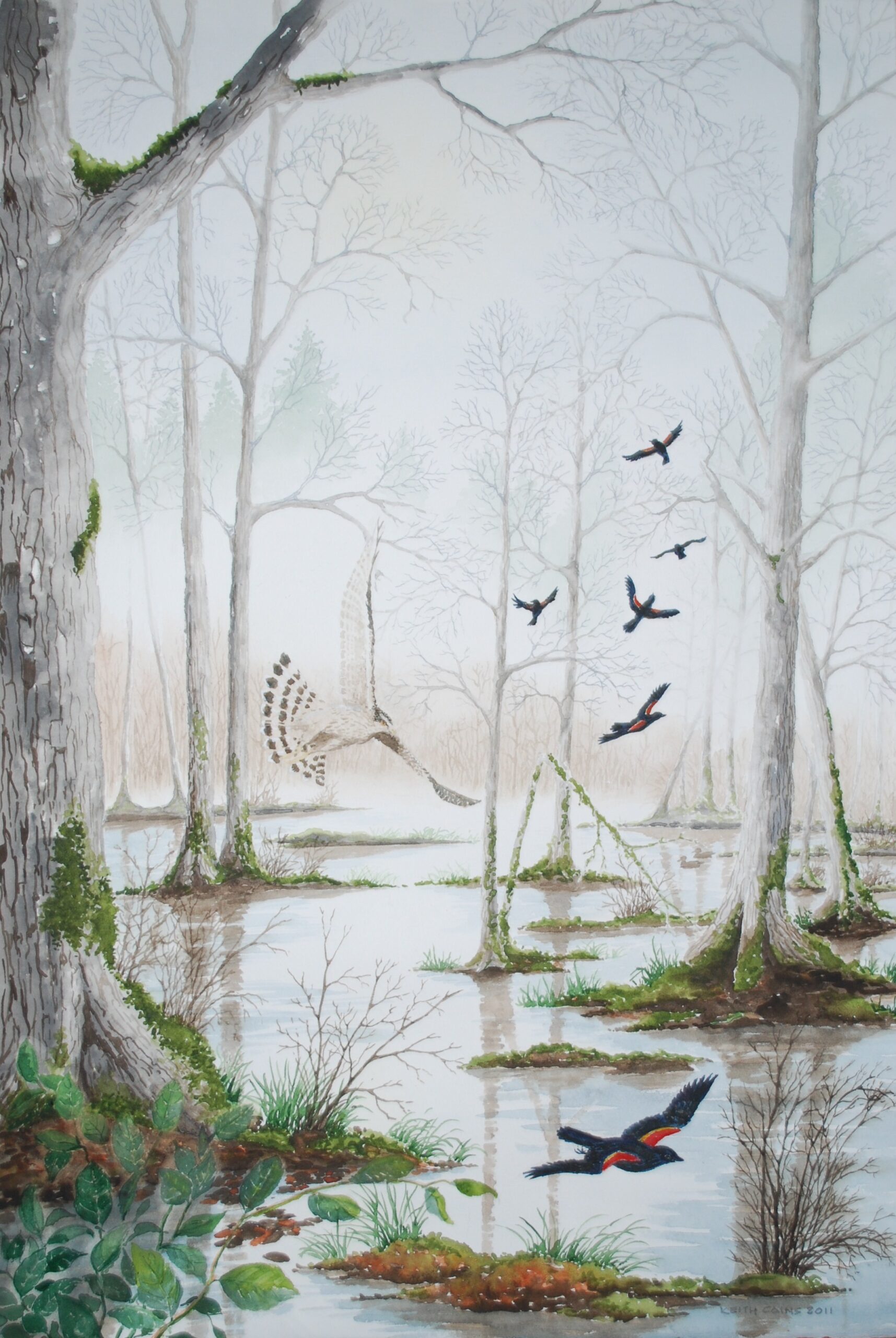 A water colour painting of a goshawk and some redwing blackbirds in a forest setting by Keith Cains.