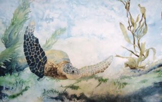 A water colour painting of a sea turtle by Keith Cains.