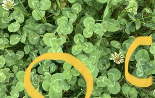 A patch of four-leaf clovers found on Vancouver Island.