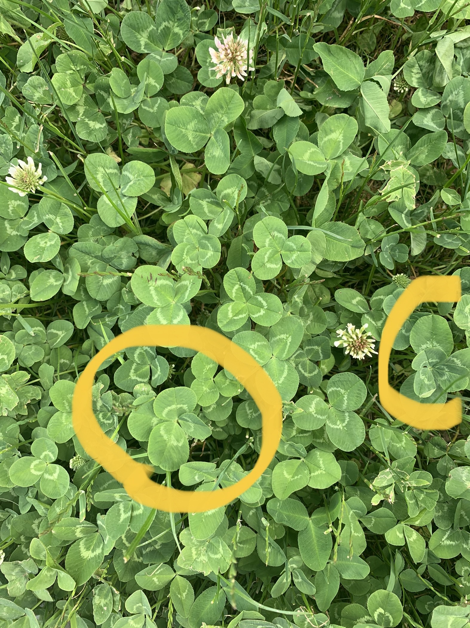 A patch of four-leaf clovers found on Vancouver Island.